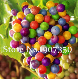 Sale! 100 Pcs More Particles Black Grape Bonsai Advanced Fruit Flores Natural Growth Gardening Bonsais Planta - 2