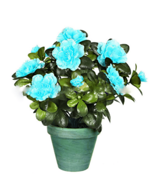 20 Pcsbag Rare Green Azalea Bonsai Dwarf Tree Diy Home Amp Garden Plants Looks Like Sakura Japanese Cherry Blooms Flower