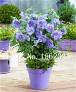 100 Pcs Hibiscus Flower Bonsai Chinese Perennial Easy Grow Home Garden Semillas De Flores Raras - 5