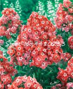 200 Pcs De Fleurs Phlox Bonsai Mixed Home Garden Plants Small Herbs Windowsill Watch Flower - 3