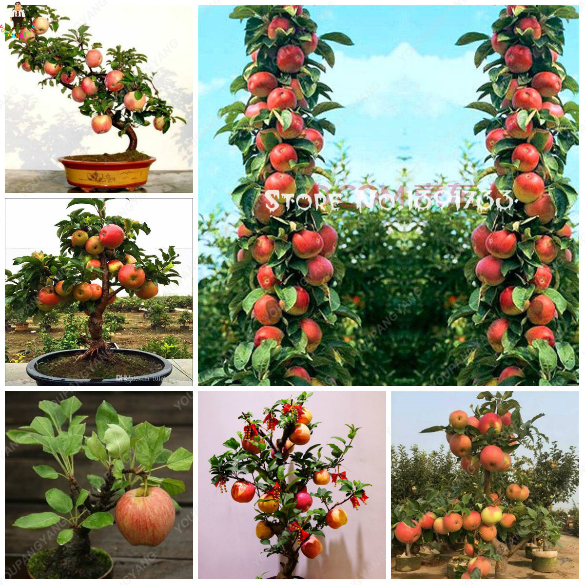 30pcs Organic Tasty Apple Rare Fruit Trees Four Season Growing Green Fruits Healthful Indoor Greenery - 1