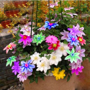 Big Clematis Bulbs Wire Lotus Plant Garden Multicolor Climbing Plants Flores 50