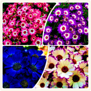 100pcsbag Mixed Color Beautiful Florists Cineraria Flores Perennial Bonsai Plant Flower Diy Home Garden