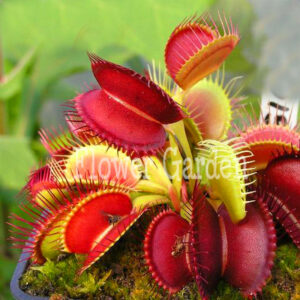 100pcs Potted Insectivorous Plant Bonsai Dionaea Muscipula Giant Clip Venus Flytrap - 2