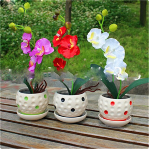 5000 Pcs Rare Mini Orchid Bonsai Phalaenopsis Indoor Miniature Garden Flower Pot Home Plant