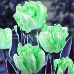 Tulip Bonsai Not Bulbs Hydroponic Flower Bonsaigarden Pcs - 6