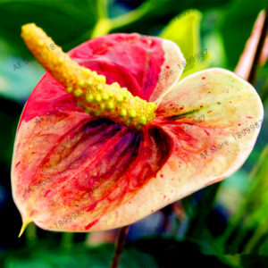 Anthurium Plantbonsai Balcony Flower Flores Potted Plantas Diy Home Garden 100pcsbag - 2