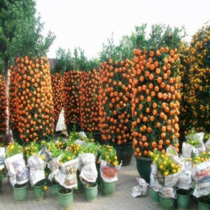 Balcony Patio Potted Fruit Bonsais Orange China Climbing Plants Tree 10pcs - 2