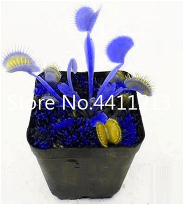 200 Pcs Dionaea Muscipula Giant Clip Venus Flytrap Carnivorous Potted Insecteating Flora - 6