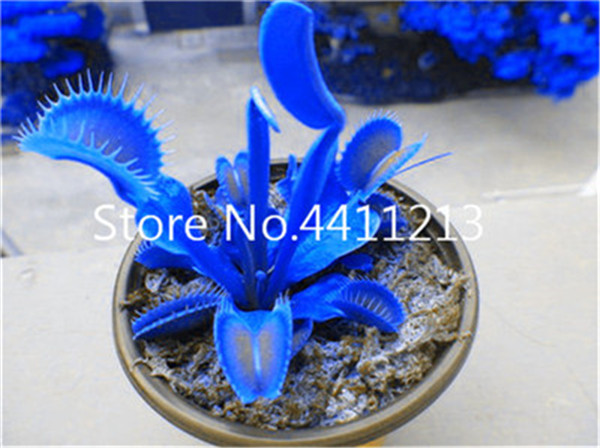 200 Pcs Dionaea Muscipula Giant Clip Venus Flytrap Carnivorous Potted Insecteating Flora - 3