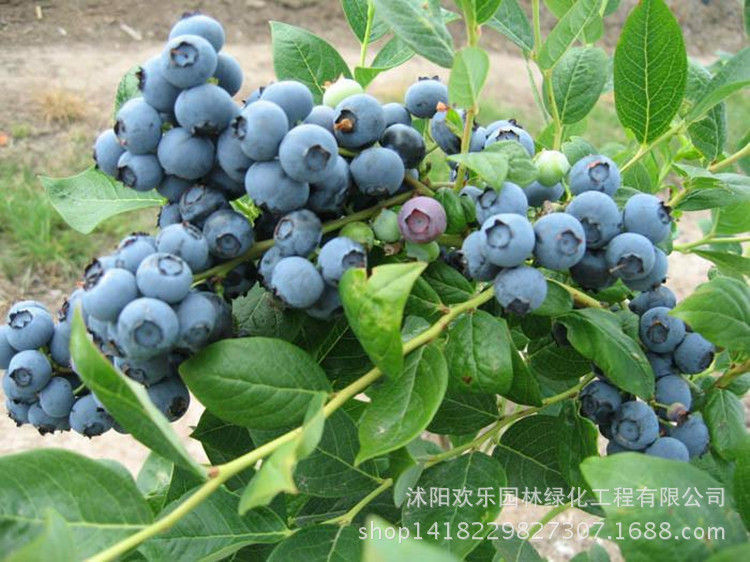 Healthy Nutritional Blueberry Easytogrow Fruit Outdoor Survival Pack 10pcspack - 7