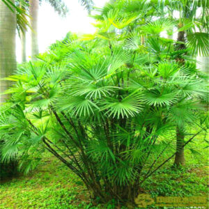 50 Pcsbag Sago Palm Tree Bonsai Cycas Funny Budding Rate 97% Potted Plants Flower Home Garden Beautify
