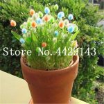 Sale! 100 Pcs Rabbit Tails Grass Plant Ornamental Grasses Bonsai Home Garden Potted Plants Budding Rate 97% - 5