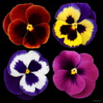Garden Plant Mixed Pansy Bonsai 20 Pcs Bag Flowers Colourful Bright Amp Beautiful Color Light Up Your Home - 6