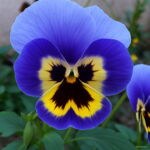 Garden Plant Mixed Pansy Bonsai 20 Pcs Bag Flowers Colourful Bright Amp Beautiful Color Light Up Your Home - 4
