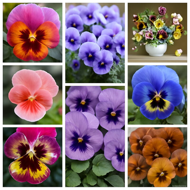 Garden Plant Mixed Pansy Bonsai 20 Pcs Bag Flowers Colourful Bright Amp Beautiful Color Light Up Your Home