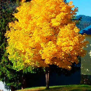 50 Pcs Yellow Maple Bonsai Home Garden Diy Plant Tree Backyard Gold Giant Pots Sementes Shipp