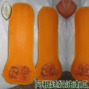Butter Bonsai Pumpkin Grain Barbecue Garden Terrace Potted Vegetable Melon 10pcslot - 2
