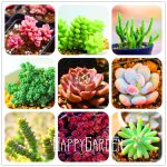 Big Kinds Rare Succulents Garden Lithops Flores Pseudotruncatella Bonsai Plants Flower Plantas 100 - 2