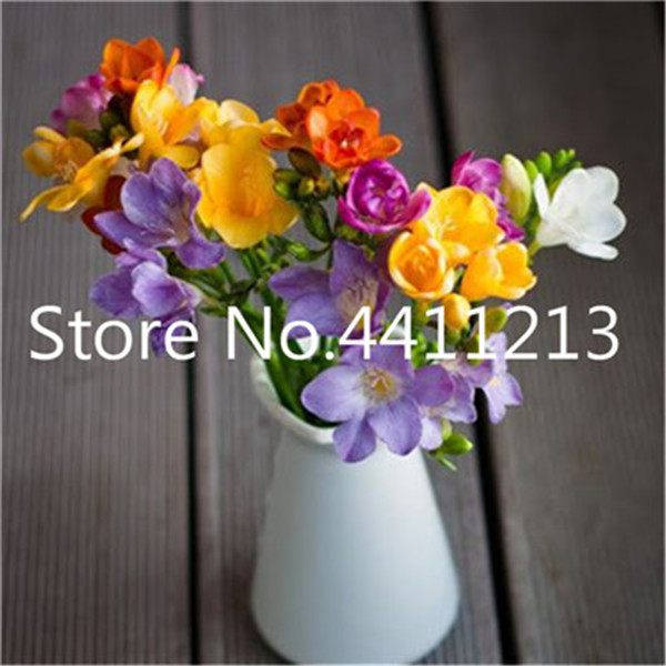 150piece Freesia Flower Bulbs Vibrant Orchid Rhizome Bulbous For Indooroutdoor Decor - 3