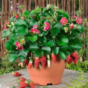 Four Seasons Potted Strawberry Bonsais Perennial Results Balcony Flower Fruits Vegetables 100pcs