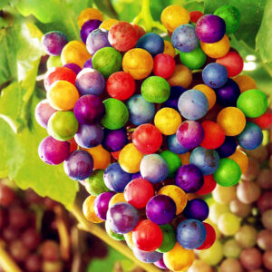 Sale! 120 Pcs Dwarf Black Grapes Japanese Heirloom Juicy Succulent Perennial Climbing Fruit Plant Flower Pot Planters - 2