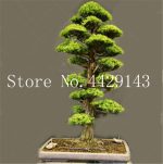 100% True Sacred Japanese Cedar Tree Bonsai Plant Fir Potted Home Gardens 20 Semillas