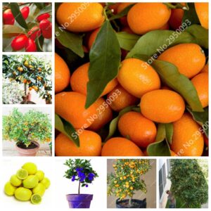 1bag=50 Pcs Kumquat Bonsai Orange Balcony Patio Potted Delicious Fruit Tree Tasty Juicy Home Garden Planting