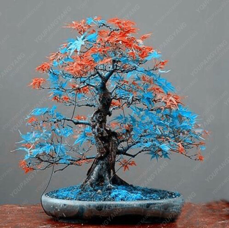 20 Piece Assortment Of Unique Blue Maple Tree Seeds For Diy Japanese Landscaping - 4