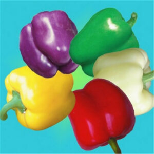 100 Pcs Bag Multicolored Pepper Capsicum Annuum Balcony Ornamental Super Chili Vegetable Plant Mini Garden - 2