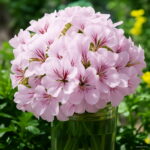 Best-selling Pcs Geranium Bonsai Appleblossom Perennial Pelargonium Peltatum Indoor Rooms Garden - 6