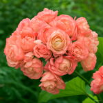 Best-selling Pcs Geranium Bonsai Appleblossom Perennial Pelargonium Peltatum Indoor Rooms Garden - 4