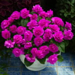 Best-selling Pcs Geranium Bonsai Appleblossom Perennial Pelargonium Peltatum Indoor Rooms Garden - 3