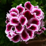Best-selling Pcs Geranium Bonsai Appleblossom Perennial Pelargonium Peltatum Indoor Rooms Garden - 2