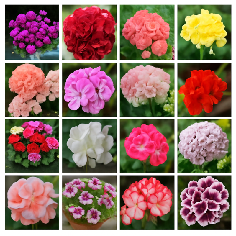 Best-selling Pcs Geranium Bonsai Appleblossom Perennial Pelargonium Peltatum Indoor Rooms Garden