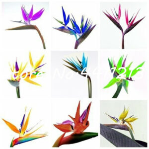 100 Pcs Houseplants Strelitzia Reginae Long Flowering Bird Flowers Perennial Bonsai Outdoor - 2