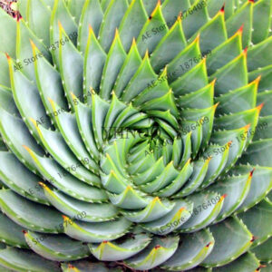 Succulents Garden Aloe Vera Queen Bonsai Easy To Grow - 2