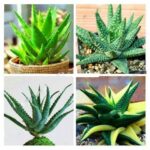 Succulents Garden Aloe Vera Queen Bonsai Easy To Grow