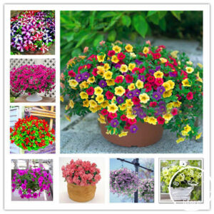 24 Kinds Hanging Petunia Bonsaigarden Plant Mixed Color - 200 - 2
