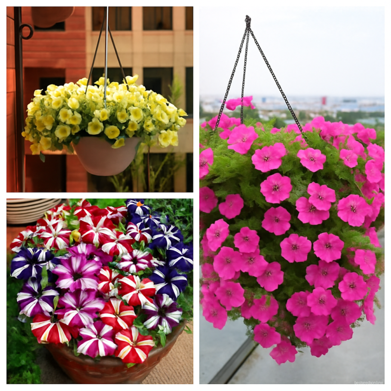 24 Kinds Hanging Petunia Bonsaigarden Plant Mixed Color - 200