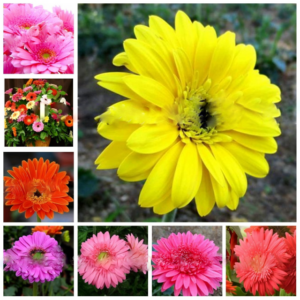 100 Pcs Bag Lowest Price! Hybrids Gerbera Daisy Mix Chrysanthemum Flower Plantas Bonsai Plants Home Amp Garden