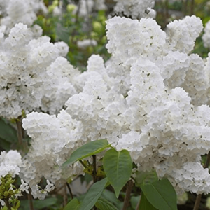 Time-limit!!100pcs Lilac Flower Plants Bonsai Potted Diy Home Garden Bloom Beautiful