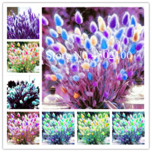 Bonsai 200 Pcs Blue Tails Mixed Perennial Hardy Ornamental Beautiful Grass Flower Pot Plants Easy Grow Home Gard