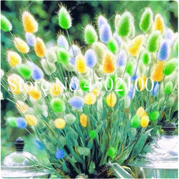 200 Pcs Blue Tails Mixed Perennial Hardy Decorative Grass Easy To Cultivate Ideal For Indoor And Outdoor Spaces - 1