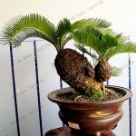 10pcsbag Potted Cycas Floresbonsai Plant Home Garden Decorative Tree 100% True Plantas - 4