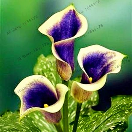 100pcs Calla Lily Flower Seeds Rare Perennial - BestSeedsOnline.com - Free Shipping Worldwide