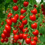 Fresh 50 Pcs Italian Tree Tomato Bonsai 'trip L Crop' Garden Comb Sh - 2