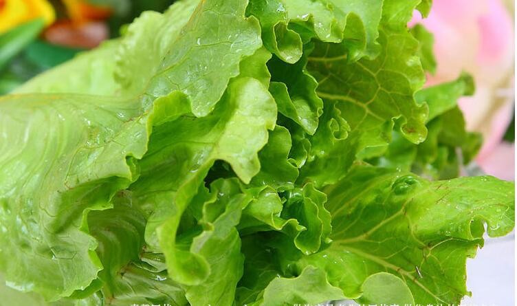 500pcs Italian Salad Vegetable Seeds For Indoor Outdoor Cultivation Style - 5