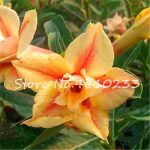 Bonsai 5 Pcsbag Multicolor Desert Rose Garden Home Pot Balcony Flower Adenium Obesum Succulent Pots Plant - 5