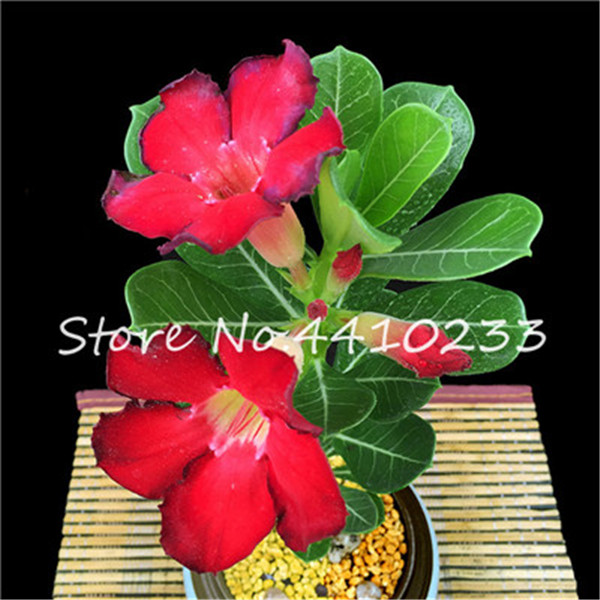 5 Pcsbag Vibrant Desert Rose Balcony Adornment Adenium Obesum Succulent Pots Exotic Flora - 1